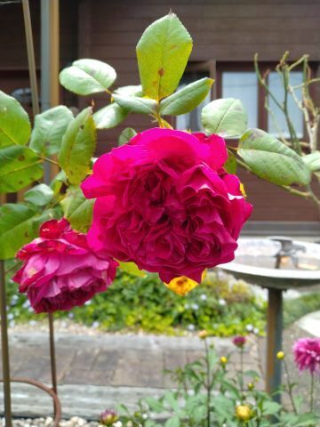 20250614_1b.jpg